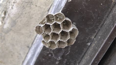 黃蜂築巢風水 門口被放東西